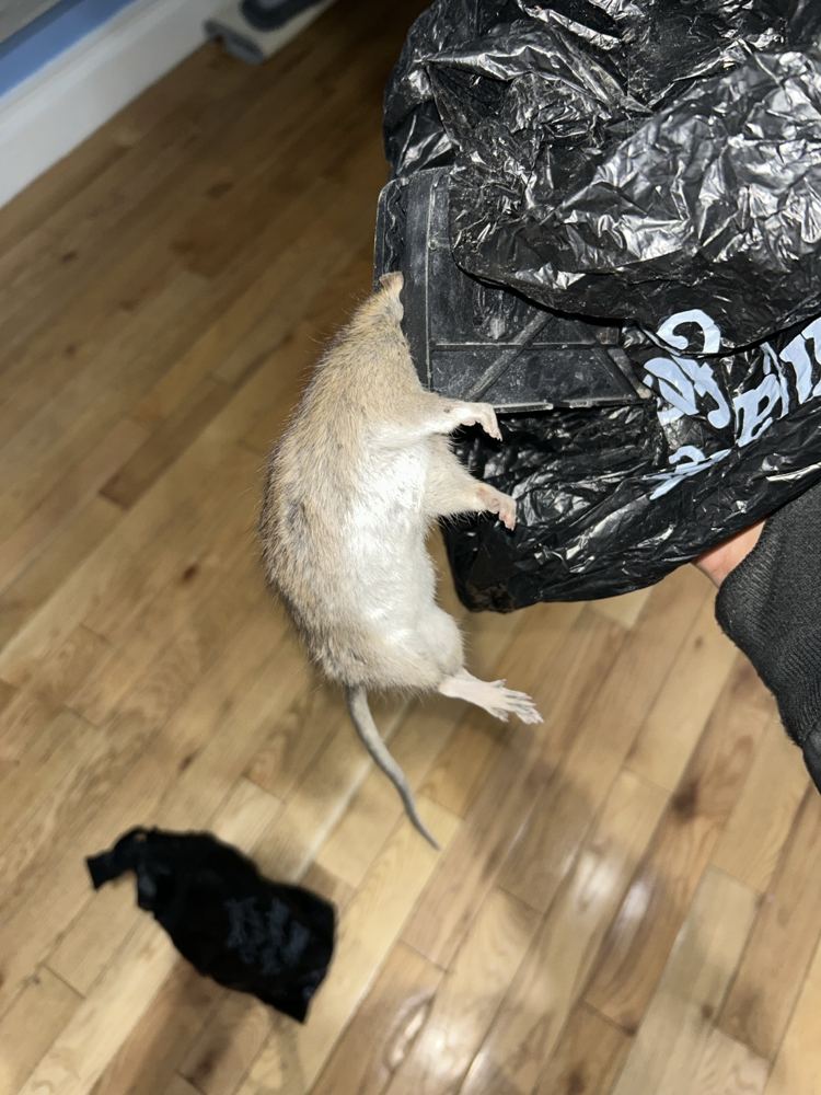 Norway rat removed from an NYC apartment during an NYE rodent service
