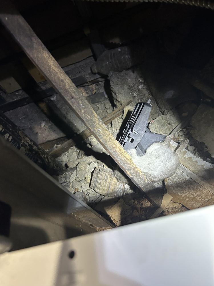 Rat caught in a snap trap placed inside a floor void during an NYE rodent job