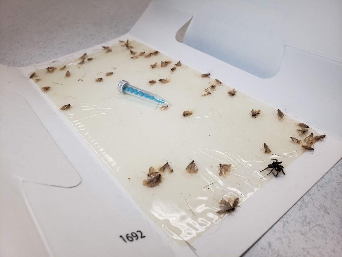 Pheromone trap card with captured moths and a lure