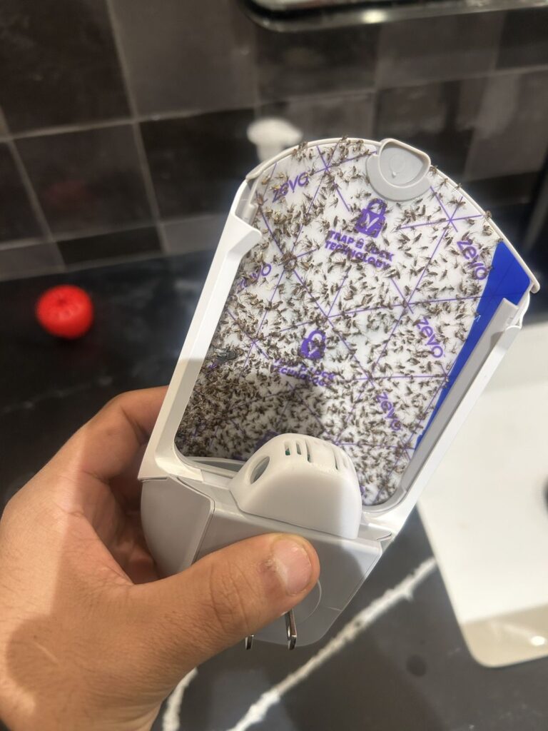 UV light fly trap glue card covered with hundreds of phorid flies from an NYC kitchen