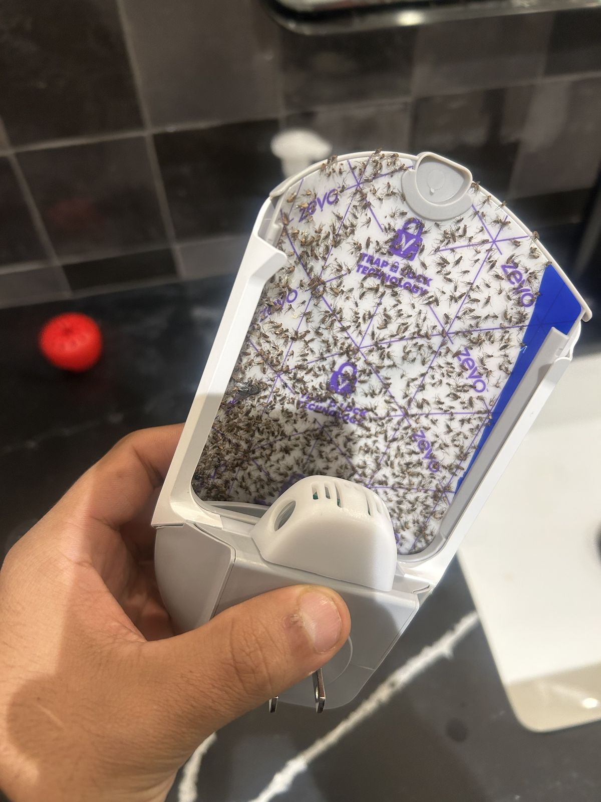UV light fly trap glue card covered with hundreds of phorid flies from an NYC kitchen