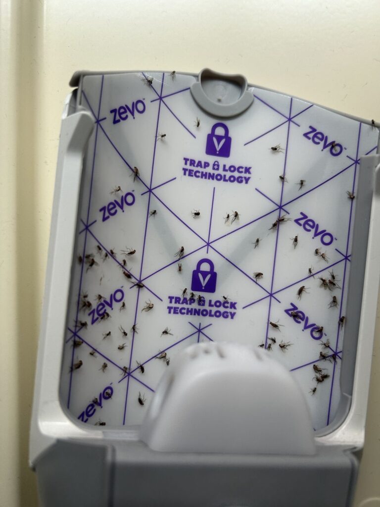 Phorid flies caught on the glue card of a plug-in UV light fly trap in an NYC apartment