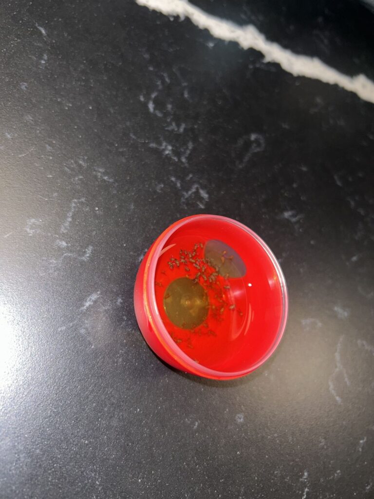 Phorid flies caught in a small vinegar bait trap on an NYC kitchen counter