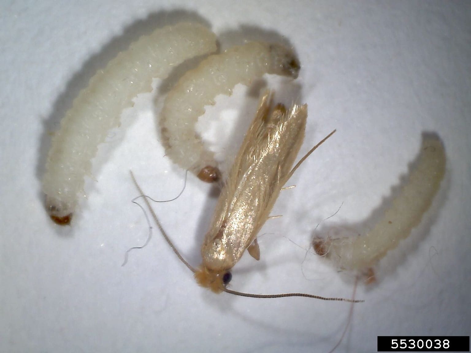 Webbing clothes moth adult and larvae