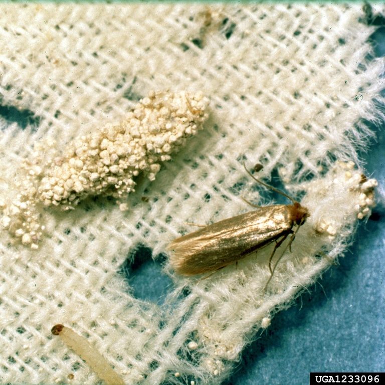 Adult webbing clothes moth on wool fabric next to larval frass and webbing