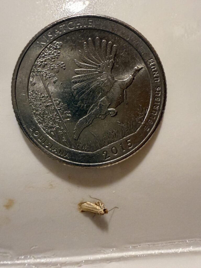 Webbing clothes moth on a pheromone trap next to a US quarter for size, plain golden-buff wings with no spots
