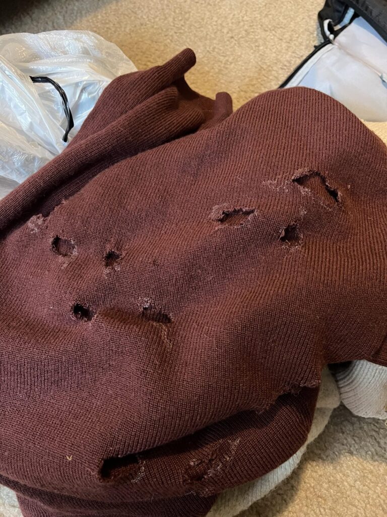 Burgundy wool sweater with clothes moth larvae holes